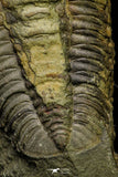 21178 - Rare Bavarilla zemmourensis Lower Ordovician Trilobite Fezouata Fm