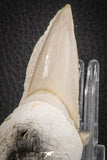 07209 - Well Preserved 3.00 Inch Otodus obliquus Shark Tooth in Matrix Paleocene