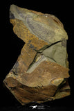 21178 - Rare Bavarilla zemmourensis Lower Ordovician Trilobite Fezouata Fm
