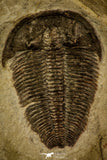 30359 - Museum Grade 1.85 Inch Altiocculus harrisi Middle Cambrian Trilobite - Utah USA