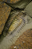 21178 - Rare Bavarilla zemmourensis Lower Ordovician Trilobite Fezouata Fm