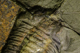 21178 - Rare Bavarilla zemmourensis Lower Ordovician Trilobite Fezouata Fm