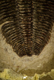 30359 - Museum Grade 1.85 Inch Altiocculus harrisi Middle Cambrian Trilobite - Utah USA