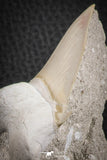 07209 - Well Preserved 3.00 Inch Otodus obliquus Shark Tooth in Matrix Paleocene