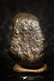 05795 - Fully Complete NWA L-H Type Unclassified Ordinary Chondrite Meteorite 3.0g