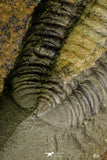 21178 - Rare Bavarilla zemmourensis Lower Ordovician Trilobite Fezouata Fm
