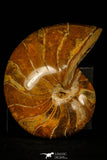 30360 - Top Beautiful 4.35 inch Nautilus Polished Cretaceous - Khenifra, Morocco