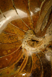 30360 - Top Beautiful 4.35 inch Nautilus Polished Cretaceous - Khenifra, Morocco