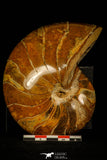 30360 - Top Beautiful 4.35 inch Nautilus Polished Cretaceous - Khenifra, Morocco