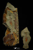 21179 - Premium Grade Complete Crinoid from Lower Ordovician Fezouata Fm