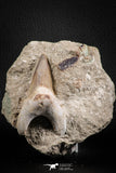 07210 - Beautiful 2.91 Inch Otodus obliquus Shark Tooth in Matrix Paleocene