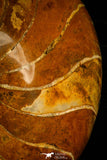 30360 - Top Beautiful 4.35 inch Nautilus Polished Cretaceous - Khenifra, Morocco