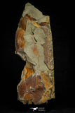 21179 - Premium Grade Complete Crinoid from Lower Ordovician Fezouata Fm