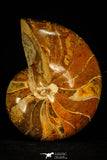 30360 - Top Beautiful 4.35 inch Nautilus Polished Cretaceous - Khenifra, Morocco