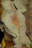 21179 - Premium Grade Complete Crinoid from Lower Ordovician Fezouata Fm