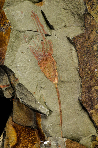 21179 - Premium Grade Complete Crinoid from Lower Ordovician Fezouata Fm