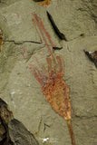 21179 - Premium Grade Complete Crinoid from Lower Ordovician Fezouata Fm
