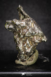 20102 - Campo del Cielo Iron IAB-MG Meteorite 34.2g Argentina