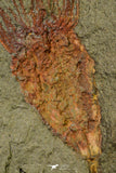21179 - Premium Grade Complete Crinoid from Lower Ordovician Fezouata Fm