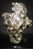 20102 - Campo del Cielo Iron IAB-MG Meteorite 34.2g Argentina