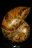 30361 - Top Huge 5.15 inch Nautilus Polished Cretaceous - Khenifra, Morocco