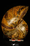 30361 - Top Huge 5.15 inch Nautilus Polished Cretaceous - Khenifra, Morocco