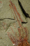 21179 - Premium Grade Complete Crinoid from Lower Ordovician Fezouata Fm