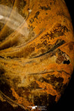 30361 - Top Huge 5.15 inch Nautilus Polished Cretaceous - Khenifra, Morocco