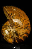 30361 - Top Huge 5.15 inch Nautilus Polished Cretaceous - Khenifra, Morocco