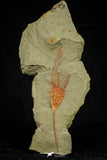 21179 - Premium Grade Complete Crinoid from Lower Ordovician Fezouata Fm