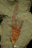 21179 - Premium Grade Complete Crinoid from Lower Ordovician Fezouata Fm