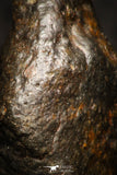 05796 - Fully Complete NWA L-H Type Unclassified Ordinary Chondrite Meteorite 5.7g