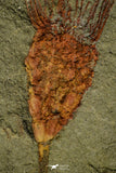 21179 - Premium Grade Complete Crinoid from Lower Ordovician Fezouata Fm