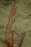 21179 - Premium Grade Complete Crinoid from Lower Ordovician Fezouata Fm