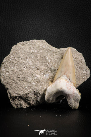 07212 - Well Preserved 3.13 Inch Otodus obliquus Shark Tooth in Matrix Paleocene
