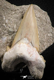 07212 - Well Preserved 3.13 Inch Otodus obliquus Shark Tooth in Matrix Paleocene