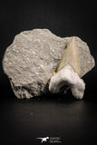 07212 - Well Preserved 3.13 Inch Otodus obliquus Shark Tooth in Matrix Paleocene