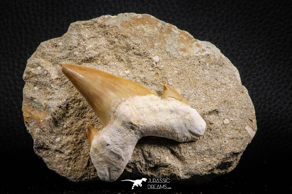 07213 - Nicely Preserved 2.59 Inch Otodus obliquus Shark Tooth in Matrix Paleocene