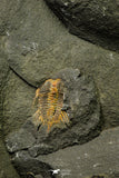 21180 - Amazing Lehua sp Lower Ordovician Trilobite Fezouata Fm