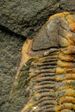 21180 - Amazing Lehua sp Lower Ordovician Trilobite Fezouata Fm