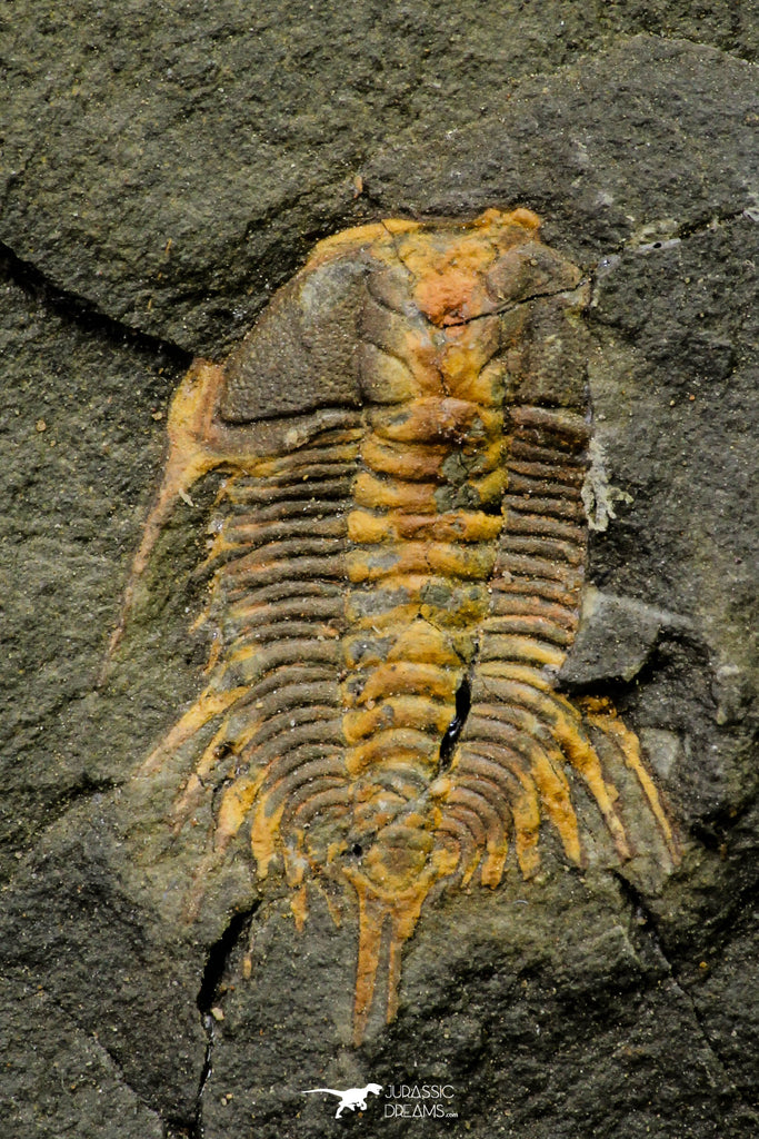 21180 - Amazing Lehua sp Lower Ordovician Trilobite Fezouata Fm