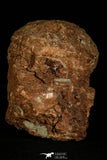30362 - Bargain 3.74 Inch Hadrosaurus Egg in Matrix Kaoguo Fm Cretaceous China