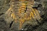 21180 - Amazing Lehua sp Lower Ordovician Trilobite Fezouata Fm