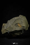 21180 - Amazing Lehua sp Lower Ordovician Trilobite Fezouata Fm