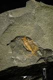 21180 - Amazing Lehua sp Lower Ordovician Trilobite Fezouata Fm