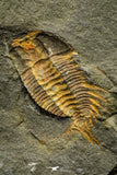 21180 - Amazing Lehua sp Lower Ordovician Trilobite Fezouata Fm