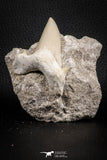 07214 - Nicely Preserved 2.76 Inch Otodus obliquus Shark Tooth in Matrix Paleocene
