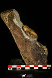 30363 - Beautiful 1.81 Inch Phacopidina micheli Ordovician Trilobite - France