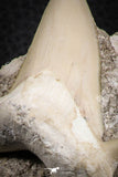 07214 - Nicely Preserved 2.76 Inch Otodus obliquus Shark Tooth in Matrix Paleocene
