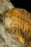 30363 - Beautiful 1.81 Inch Phacopidina micheli Ordovician Trilobite - France